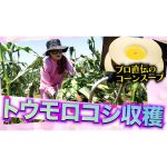 【VLOG】いよいよ収穫！数子とかおりの畑のトウモロコシがプロ直伝のコーンスープに！！